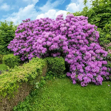 Aubepine In Sart Jalhay * Arbespine